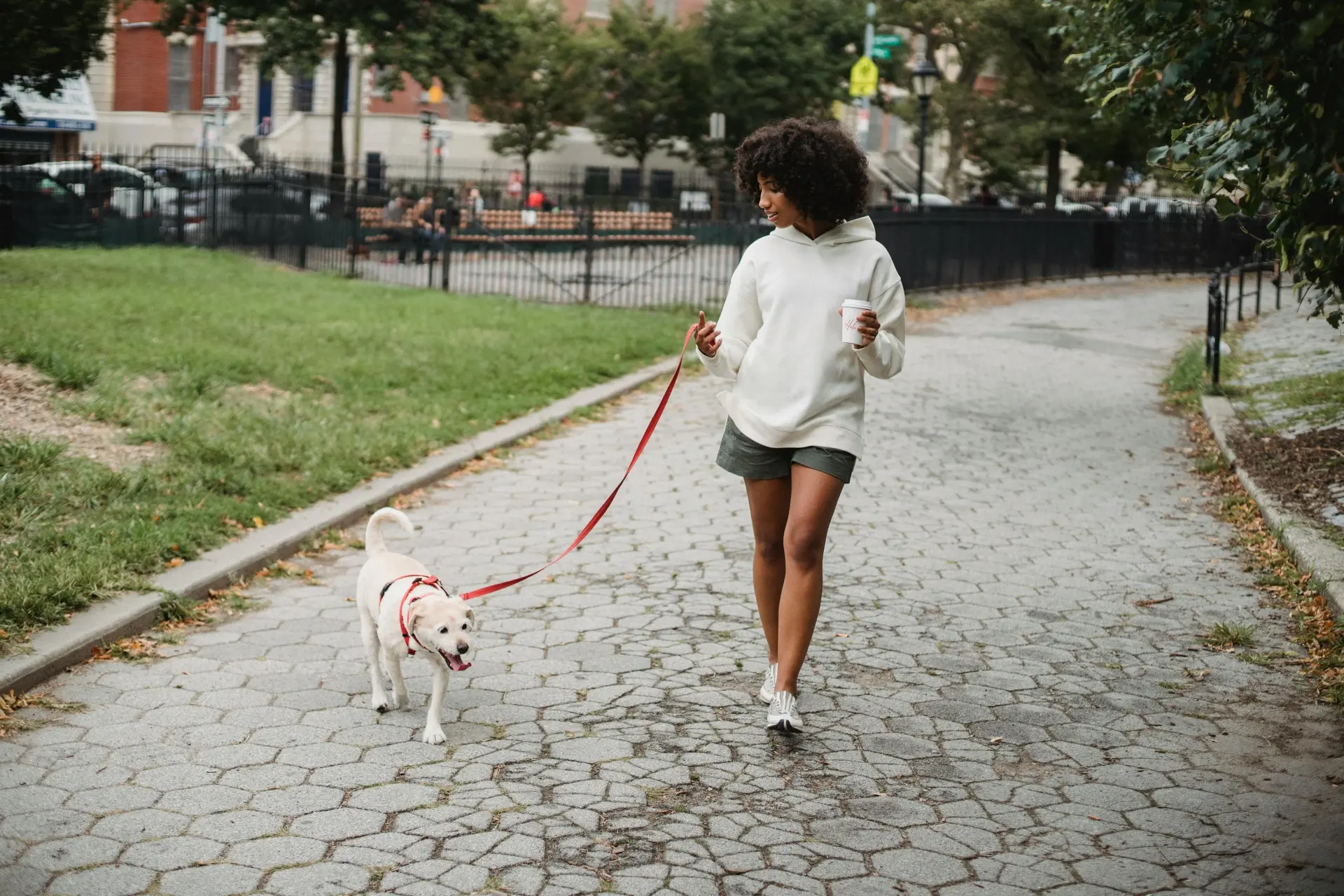 small harness for dogs